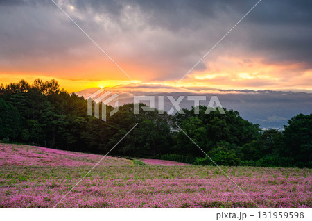 【日の出】赤そばの里【上伊那郡箕輪町】 131959598