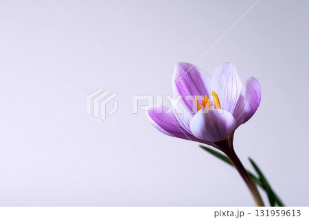 Elegant Crocus Blooms in Serene Minimalist Backdrop During Early Spring Generative AI 131959613