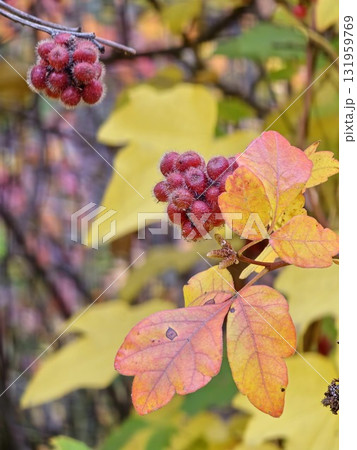 Fruits of sumac, Rhus aromatica against background of yellow autumn foliage. Selective focus. Blurred background. 131959769
