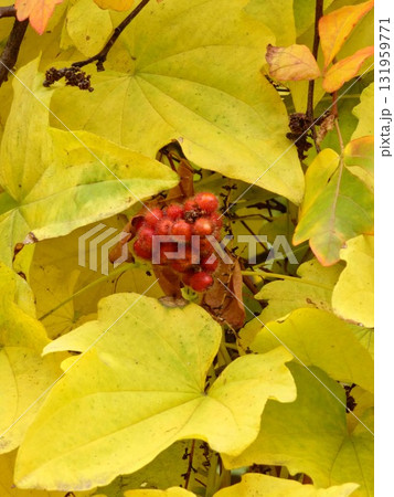 Fruits of sumac, Rhus aromatica against a background of yellow autumn foliage. Selective focus. Blurred background. 131959771