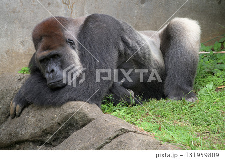 秋の訪れに気の滅入るゴリラ 秋の訪れに気の滅入るゴリラ 131959809