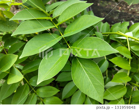 Vibrant lush green leaves create a natural, fresh backdrop for organic design, showcasing healthy plant life and botanical beauty. 131959848