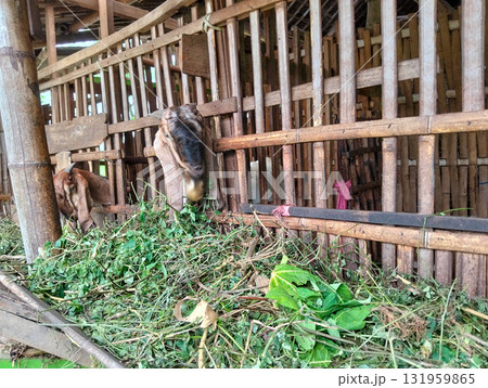 Two brown goats happily munching on piles of fresh green foliage inside a rustic wooden pen on a farm Two brown goats happily munching on piles of fresh green foliage inside a rustic wooden pen on a farm 131959865