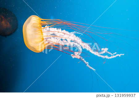 underwater photography jellyfish Chrysaora fuscescens, Pacific sea nettle, West Coast sea nettle 131959937