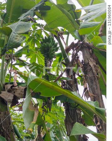 Vibrant green banana bunch growing on lush tropical tree with large leaves, ready for harvest in a sunny jungle Vibrant green banana bunch growing on lush tropical tree with large leaves, ready for harvest in a sunny jungle 131960084