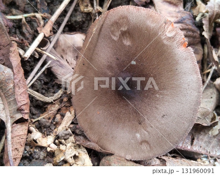 Discovering a solitary brown mushroom nestled amongst fallen leaves and forest floor debris, a natural wonder in its habitat Discovering a solitary brown mushroom nestled amongst fallen leaves and forest floor debris, a natural wonder in its habitat 131960091