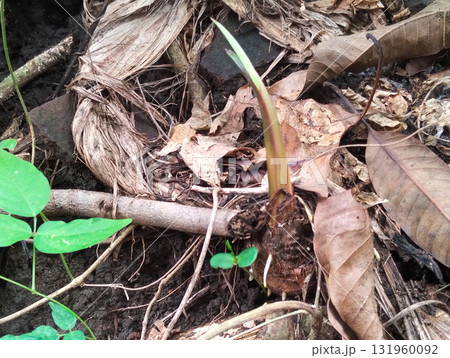 Emerging seedling pushing through forest floor leaf litter, showcasing new life and natural growth resilience. Emerging seedling pushing through forest floor leaf litter, showcasing new life and natural growth resilience. 131960092
