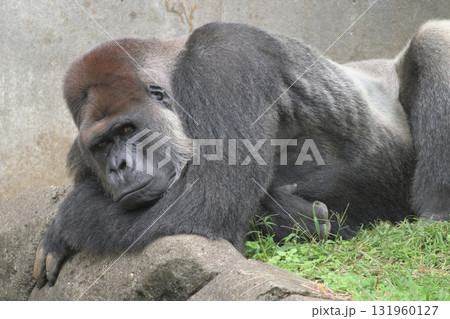 動物園の観客の反応を観察するゴリラ 動物園の観客の反応を観察するゴリラ 131960127