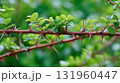 Wild rose thorny branch with vibrant green leaves in nature. 131960447