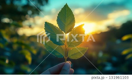 Green leaf held against golden sunset creating natural silhouette, demonstrating environmental conservation and sustainable lifestyle choices 131961103