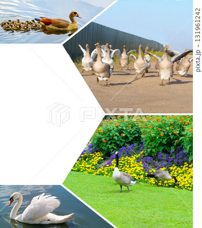 Geese, Swan, and Duck Photo Grid with Diagonal Copy Space Geese, Swan, and Duck Photo Grid with Diagonal Copy Space 131961242