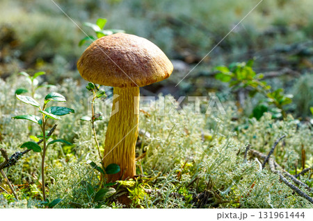 Aureoboletus projectellus edible bolete mushroom with golden stem in mossy forest floor 131961444