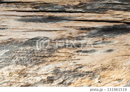 A close-up of weathered wood showing grain, knots, and natural color variation A close-up of weathered wood showing grain, knots, and natural color variation 131961519