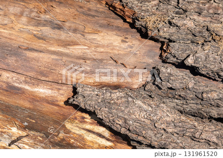 Close-up of weathered tree bark and smooth wood grain 131961520