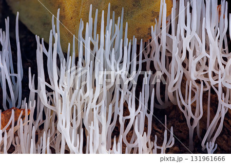 Ivory coral - Ramariopsis kunzei is a type of fungus. It is also known as white coral because its branched structure resembles sea coral 131961666