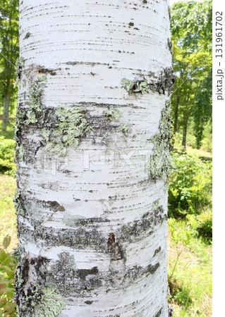 白樺の幹 白樺の幹 131961702