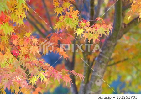 カラフルなカエデの葉 131961703