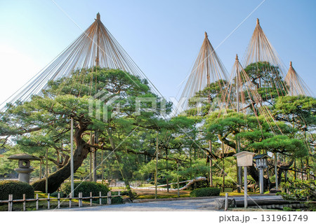 冬支度の雪吊りが施された兼六園の唐崎松（石川） 131961749