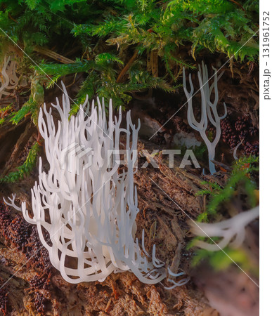 Ivory coral - Ramariopsis kunzei is a type of fungus. It is also known as white coral because its branched structure resembles sea coral Ivory coral - Ramariopsis kunzei is a type of fungus. It is also known as white coral because its branched structure resembles sea coral 131961752