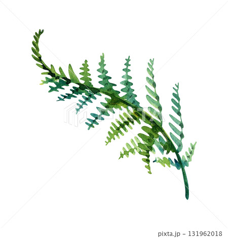 Hand drawn watercolor green fern branch with leaves for wedding, birthday, greeting card, menu, banner, border, pattern, stickers. Element isolated on a white background Hand drawn watercolor green fern branch with leaves for wedding, birthday, greeting card, menu, banner, border, pattern, stickers. Element isolated on a white background 131962018