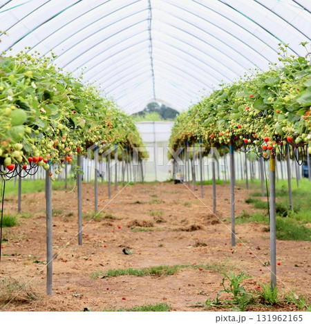A central path leading through rows of strawberry plants with ripening fruit and white flowers inside a large polytunnel greenhouse, emphasizing agricultural scale. A central path leading through rows of strawberry plants with ripening fruit and white flowers inside a large polytunnel greenhouse, emphasizing agricultural scale. 131962165