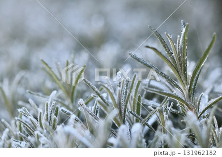 A macro view of lavender covered in a delicate layer of hoarfrost, showing the beautiful texture and cold of a winter morning. A macro view of lavender covered in a delicate layer of hoarfrost, showing the beautiful texture and cold of a winter morning. 131962182