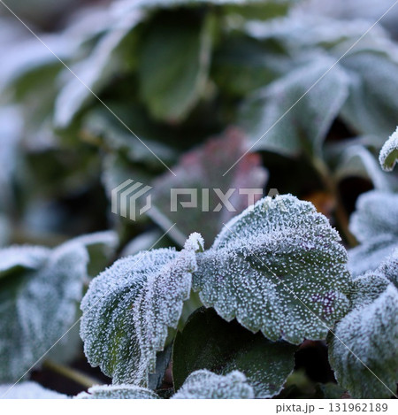 A close-up view of vibrant green strawberry leaves covered in a delicate layer of white frost, with the icy crystals sparkling on the textured surface. Beauty of a cold winter morning. 131962189