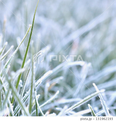 A close-up of vibrant green grass blades covered in a delicate layer of morning frost, creating a beautiful and serene winter texture with a soft, blurred background. 131962193
