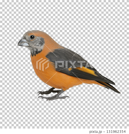 vibrant orange and black bird with distinctive beak stands against transparency background, showcasing its striking plumage. bird detailed feathers and unique coloration make it captivating vibrant orange and black bird with distinctive beak stands against transparency background, showcasing its striking plumage. bird detailed feathers and unique coloration make it captivating 131962354