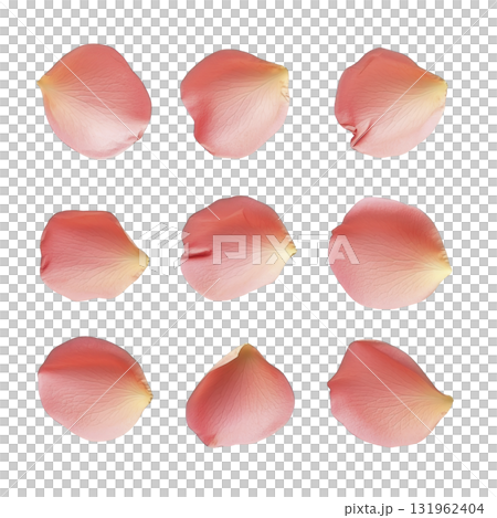Nine delicate pink rose petals are arranged in grid pattern against transparency background, showcasing their soft texture and gentle gradient from pink to cream 131962404