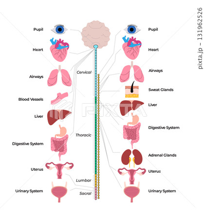 illustration human nervous system diagram shows the central and peripheral nervous systems connecting to various organs including the brain heart and lungs 131962526