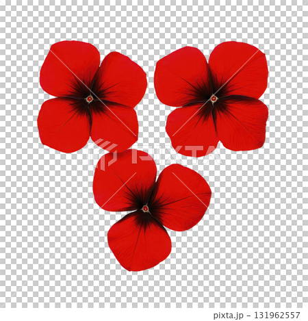 Three vibrant red flowers with dark centers are arranged against plain background, creating striking and bold visual. petals are smooth and symmetrical, enhancing floral beauty Three vibrant red flowers with dark centers are arranged against plain background, creating striking and bold visual. petals are smooth and symmetrical, enhancing floral beauty 131962557