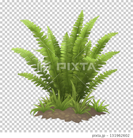 lush green fern plant with vibrant fronds and small grass at base, set against transparent background, showcasing its natural beauty 131962602