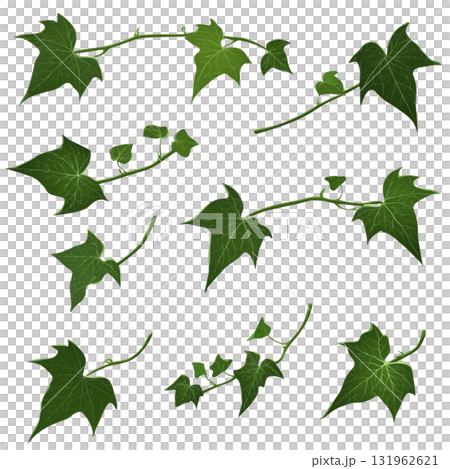 Various green ivy leaves and stems are arranged transparency background, showcasing their natural beauty and intricate vein patterns. leaves vary size and shape, adding dynamic and organic feel 131962621