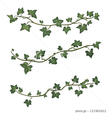 Three green ivy vines with star shaped leaves are arranged horizontally on transparent background, showcasing their natural beauty and intricate details 131962622