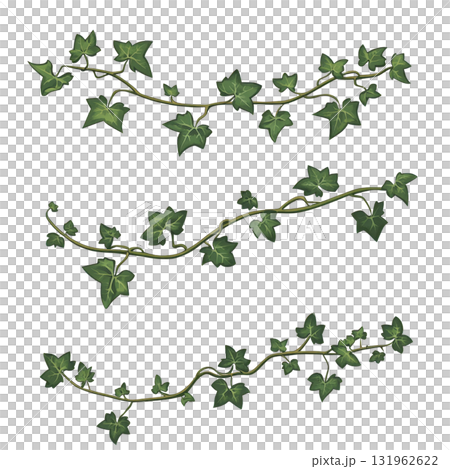Three green ivy vines with star shaped leaves are arranged horizontally on transparent background, showcasing their natural beauty and intricate details 131962622