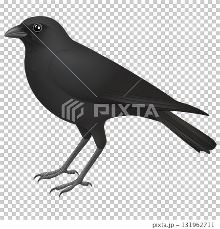 detailed illustration of black crow standing with curious expression, showcasing its glossy feathers and sharp beak. crow eyes are large and expressive, adding touch of personality 131962711