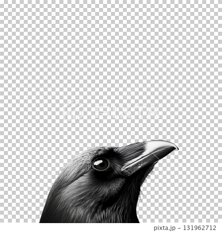 detailed black and white illustration of crow head is shown, highlighting its sharp beak and glossy feathers. image captures bird intense gaze and intricate feather patterns 131962712