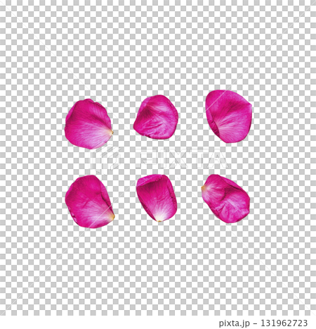 Six vibrant pink rose petals are arranged against transparency background, showcasing their delicate texture and vivid color. petals are evenly spaced, creating harmonious and visually appealing 131962723