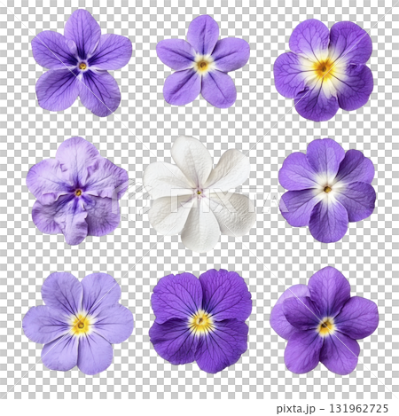 collection of nine vibrant flowers showcases various shades of purple and single white bloom, each with unique petal patterns and textures, creating visually appealing arrangement 131962725