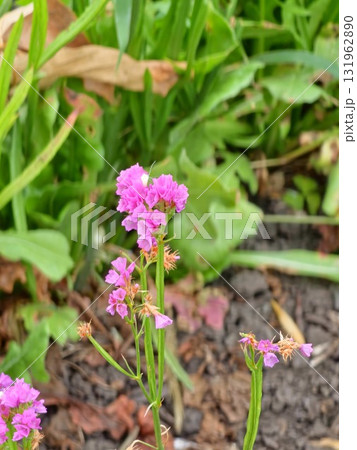 Limonium sinuatum, commonly known as wavy sea lavender, statis, sea lavender, furrowed leaf marsh rosemary, sea rose, is Mediterranean plant species. 131962890