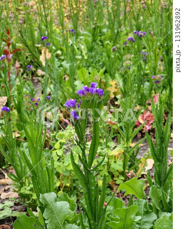 Limonium sinuatum, commonly known as wavy sea lavender, statis, the sea lavender, furrowed leaf marsh rosemary, sea rose, is a Mediterranean plant species. 131962892