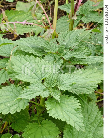 Nettle with fluffy green leaves. Close-up of Urtica leaves. Nettle is used in the cooking, medicine, and agriculture. 131963634