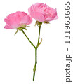 Branch with pink rose buds on a stem on an isolated background 131963665