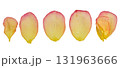 Five isolated rose petals with water drops on isolated background 131963666