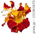 A cluster of torn red yellow marigold petals with green bases. 131963670