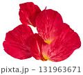 A bunch of red rose petals on isolated background 131963671
