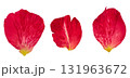 Three red petals with veins and a yellow base. Isolated background. 131963672