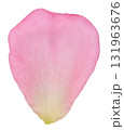 Single pink rose petal with a light yellow gradient at the base. Isolated background. 131963676