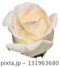 Unopened white rose bud on stem, isolated background 131963680